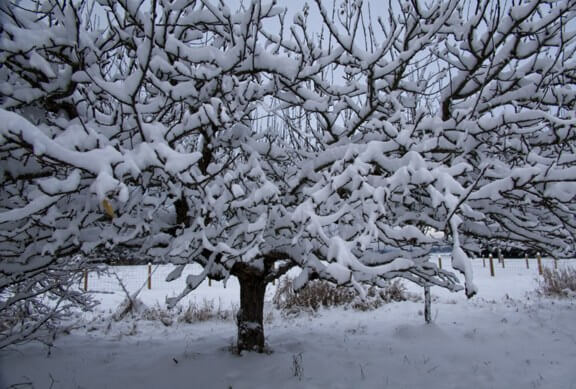 Orchard snow