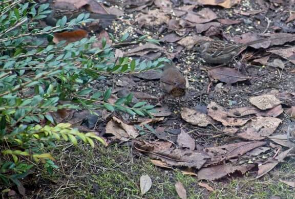 Sparrow and junco camouflaged  in the leaves