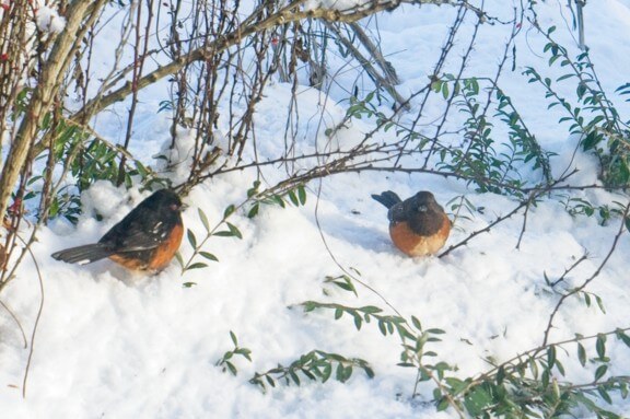 Two Spotted Towhees