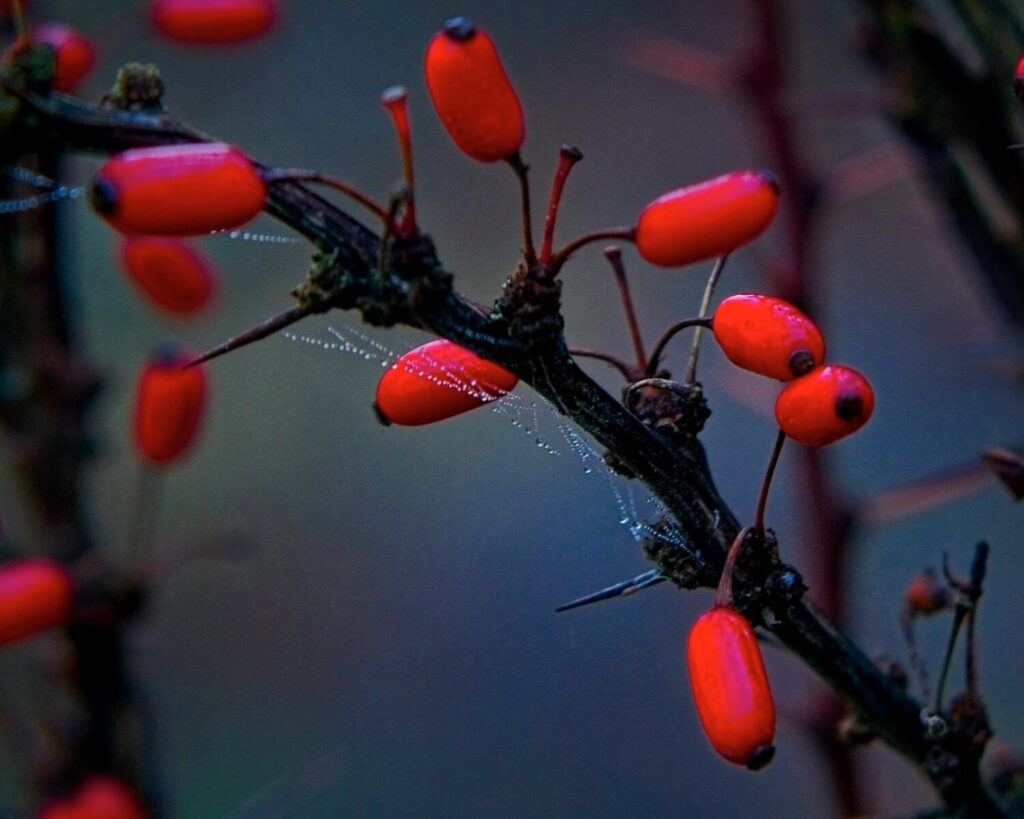 Red berries of the Berberis shrub