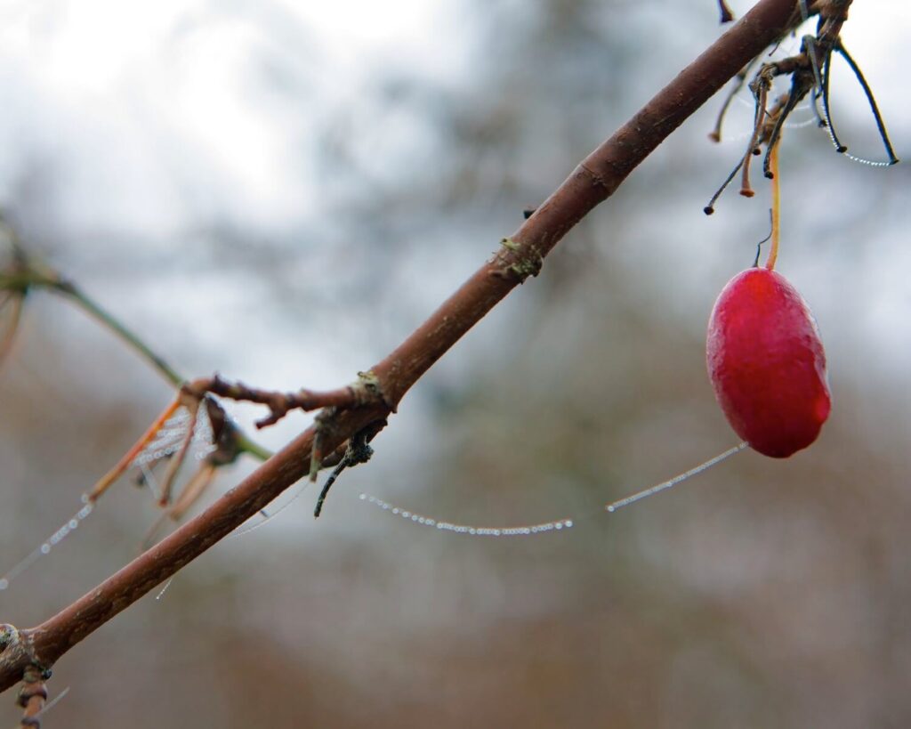 A single Cornelian cherry and a spider's thread of pearls