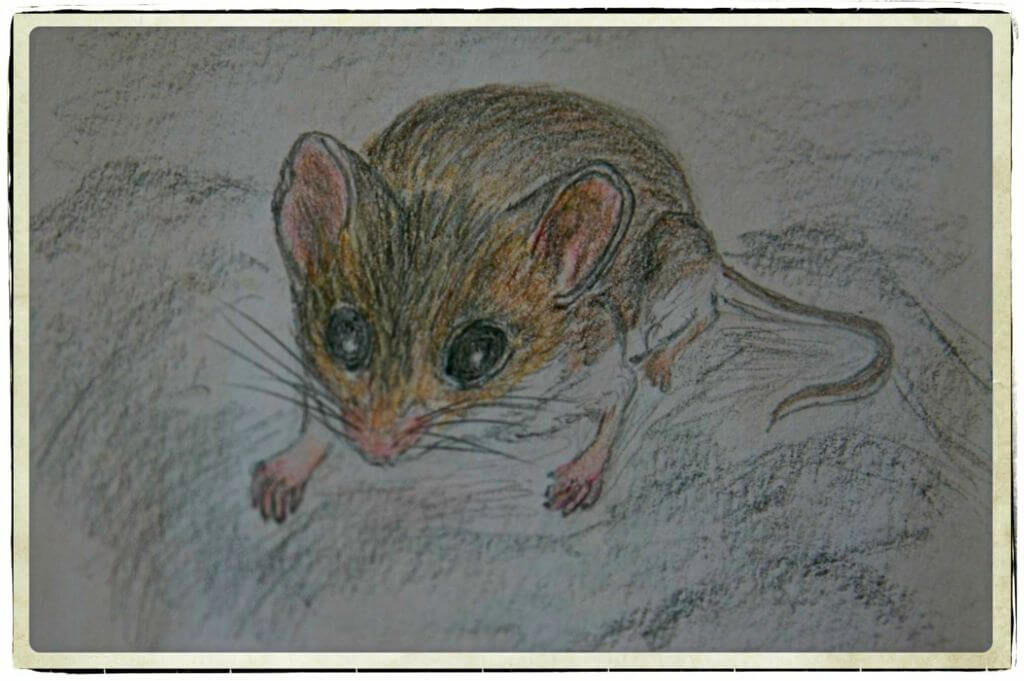 Deer Mouse (Peromyscus sonoriensis)