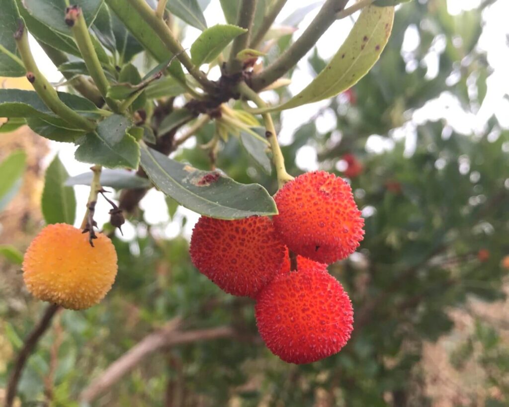 Arbutus unedo: Strawberry tree fruits