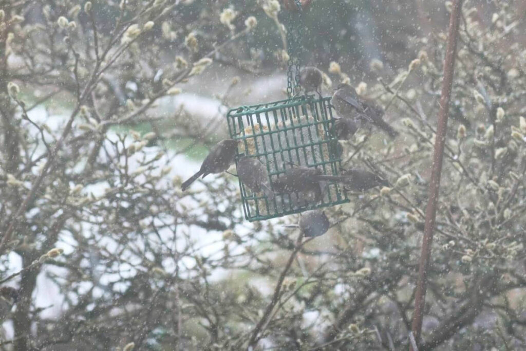 Bushtits clinging to swaying suet block in a snowstorm