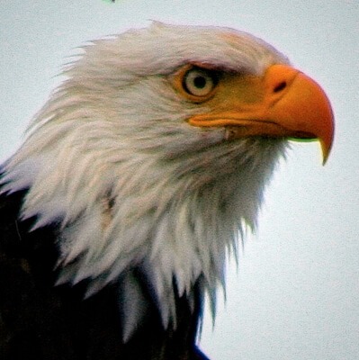Close-up of eagle head.