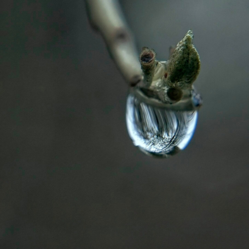 Reflection of trees in raindrop