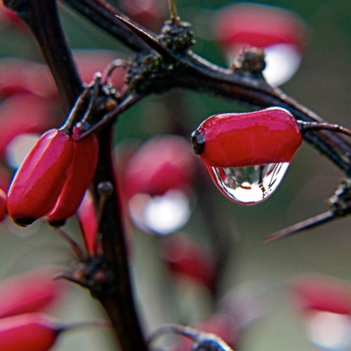 Reflection of trees in raindrop hanging on Berberis berry