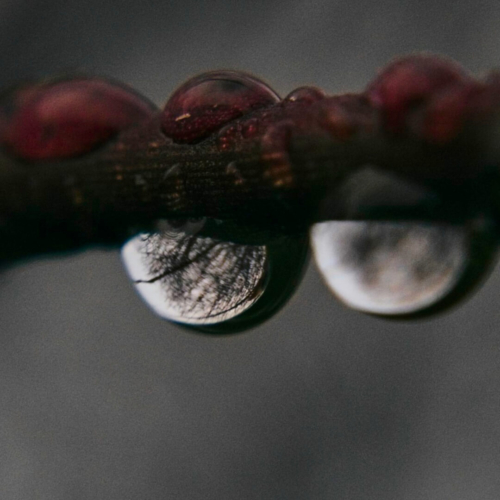 Reflection of trees in raindrops hanging on a branch