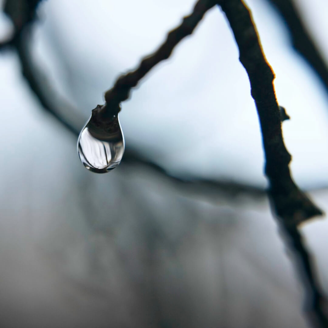 A single raindrop hanging on a branch, reflected in morning light