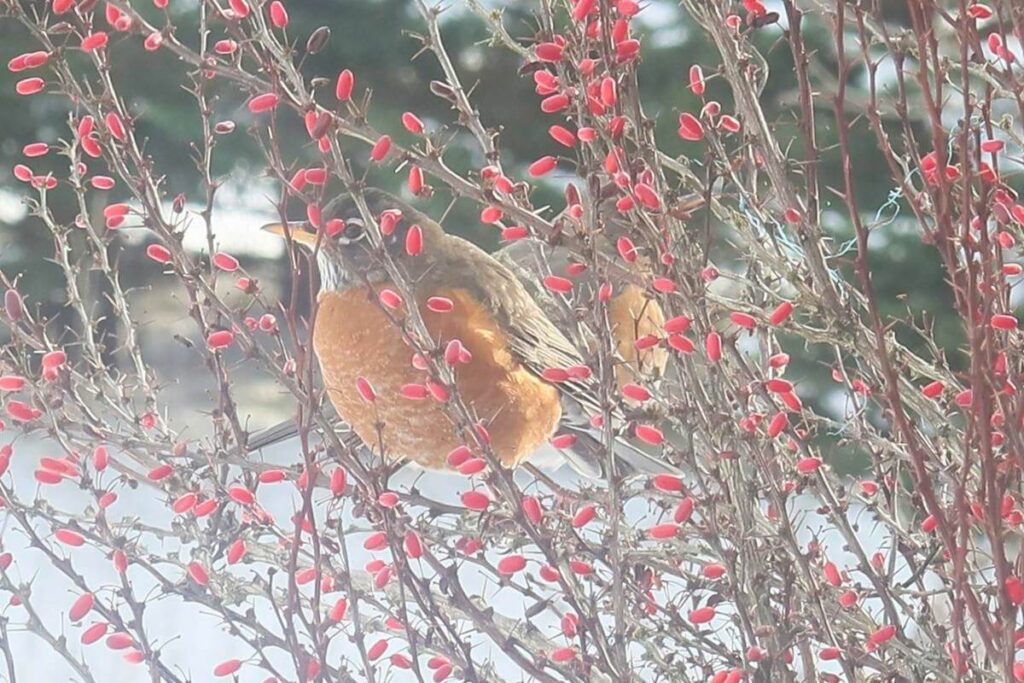 Robins in the Barberry shrub