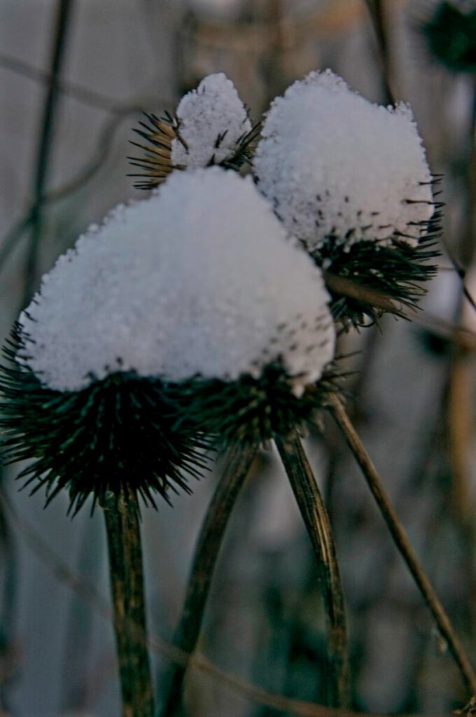 Snow caps on Echinacea