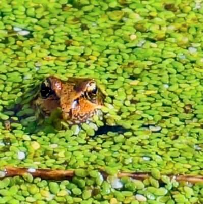 Frog in Duckweed