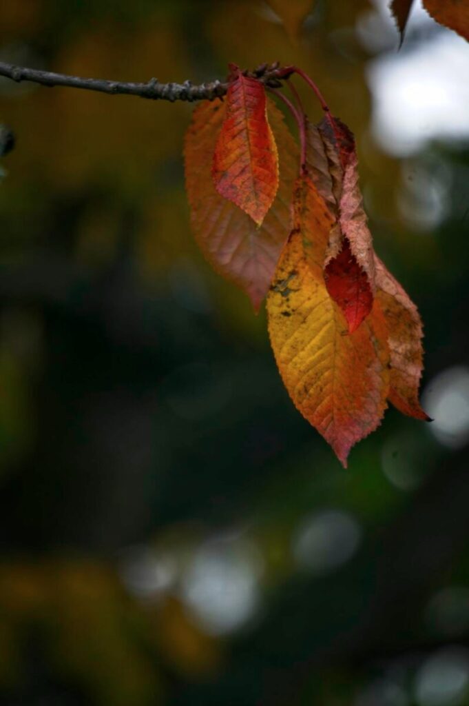 Cherry leaves about to fall