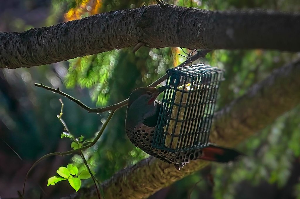 Northern Flicker on Suet Feeder