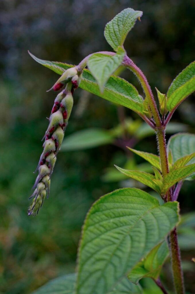 Pineapple Sage