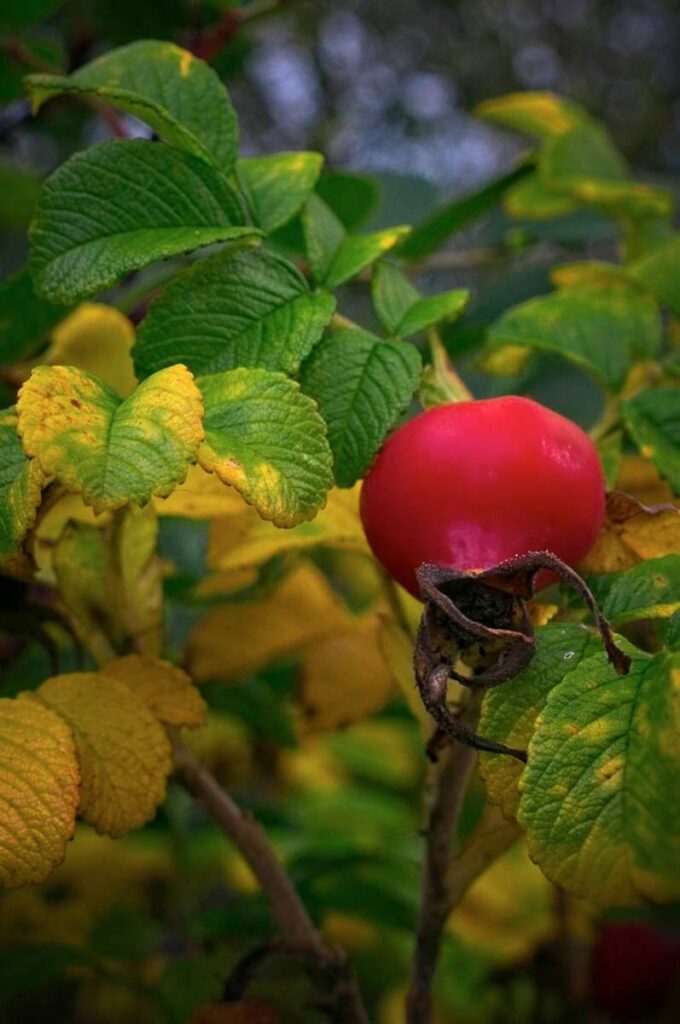 Rosehip