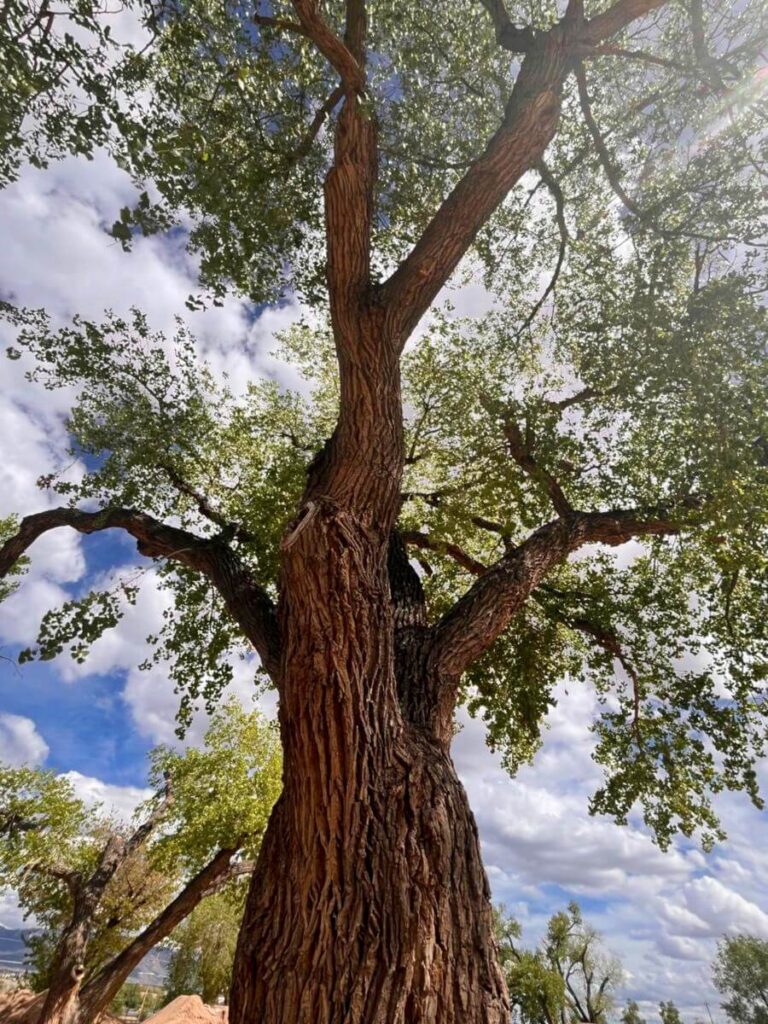 Very large tree in NM