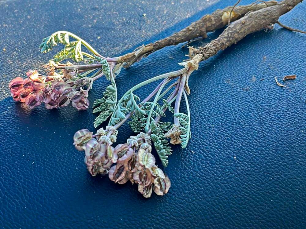 Wild Carrot, aka Biscuitroot?