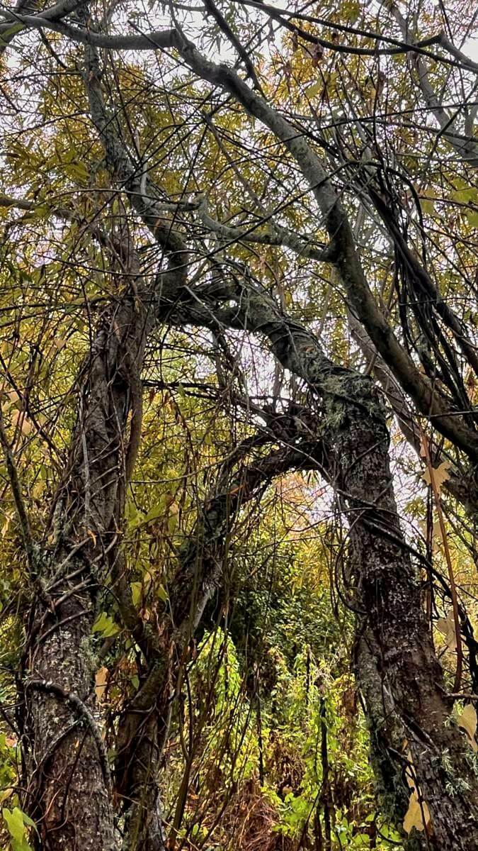 Willow Cathedral