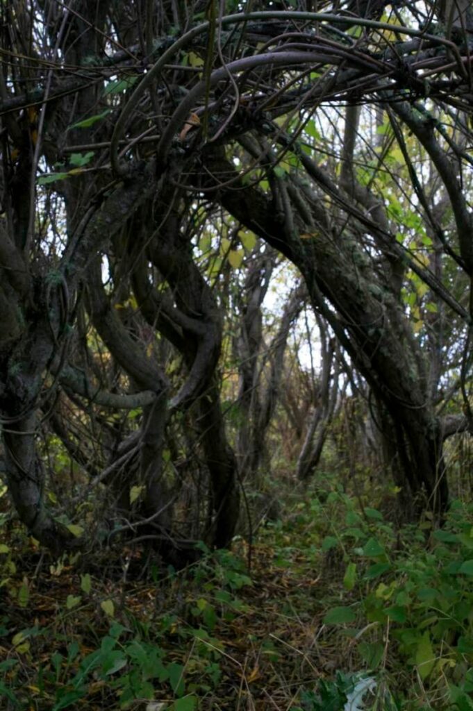 Willow entrance