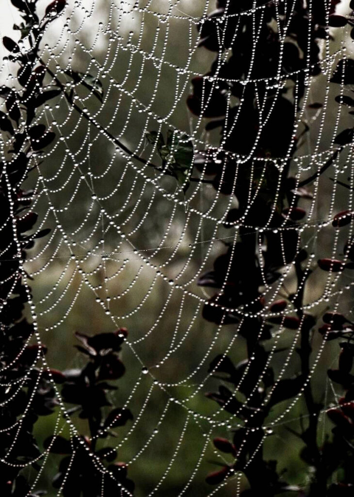 Spiderweb pearls