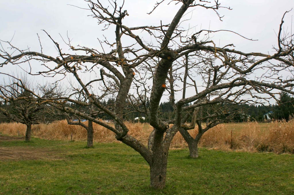 How To Prune Old Apple Trees Video