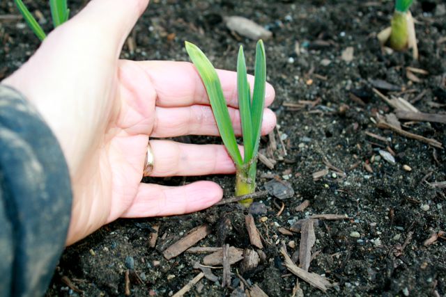 Garlic sprout in early March