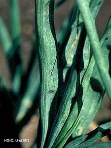 Damage from Onion Thrips