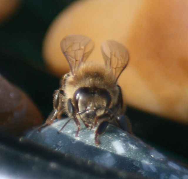 Honeybee at the watering hole