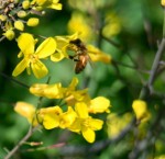 Honeybee on kale blossom