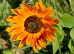 Sunflower & honeybee