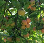 Apple bumper crop