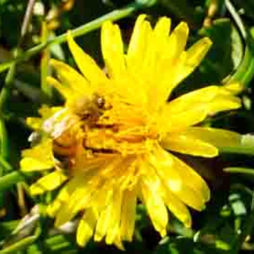 Dandelion-bee4 Dandelion & Bee