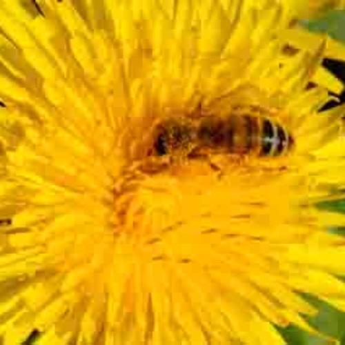 Dandelion-bee1 Dandelion & Bee