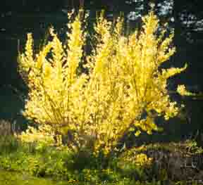 Forsythia in early morning