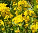 Bee on mustard-family blossom