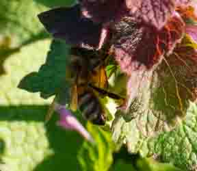 Purple deadnettle and bee
