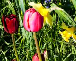 Tulip-daffodil