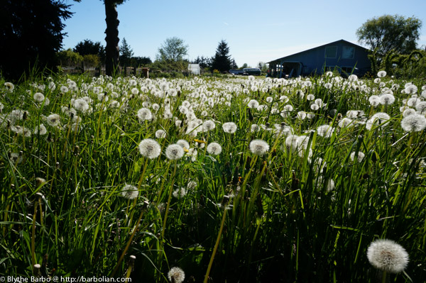 Field of Dandelion Fluffs