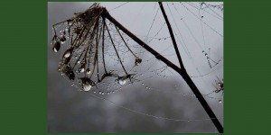 spiderweb on fennel