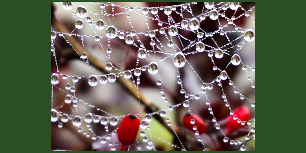 Spiderweb around berries