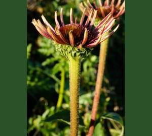 Echinacea opening up