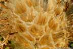 Scorzonera flower