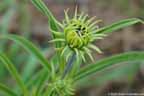 Maximilian Sunflower Bud