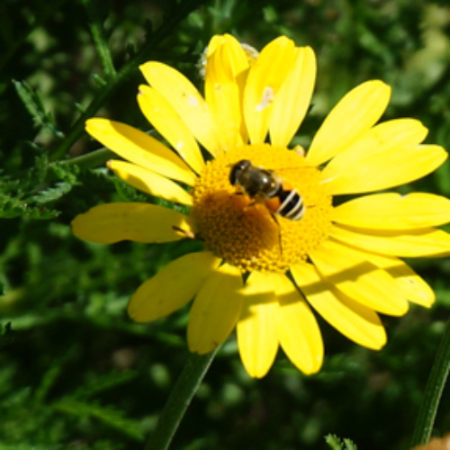 bee on golden margeurite bee on golden margeurite