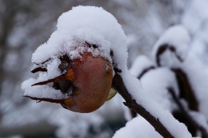 Snow-covered Medlar