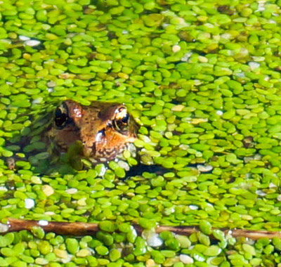 Frog head poking up through duckweed-covered pond