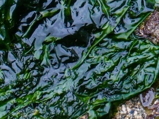 Sea Lettuce (Ulva) Sea Lettuce (Ulva spp.) Seaweed