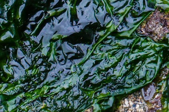 Sea Lettuce (Ulva spp.) Seaweed