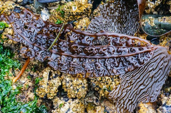 Part of Giant Kelp (Macrocystis integrifolia) seaweed